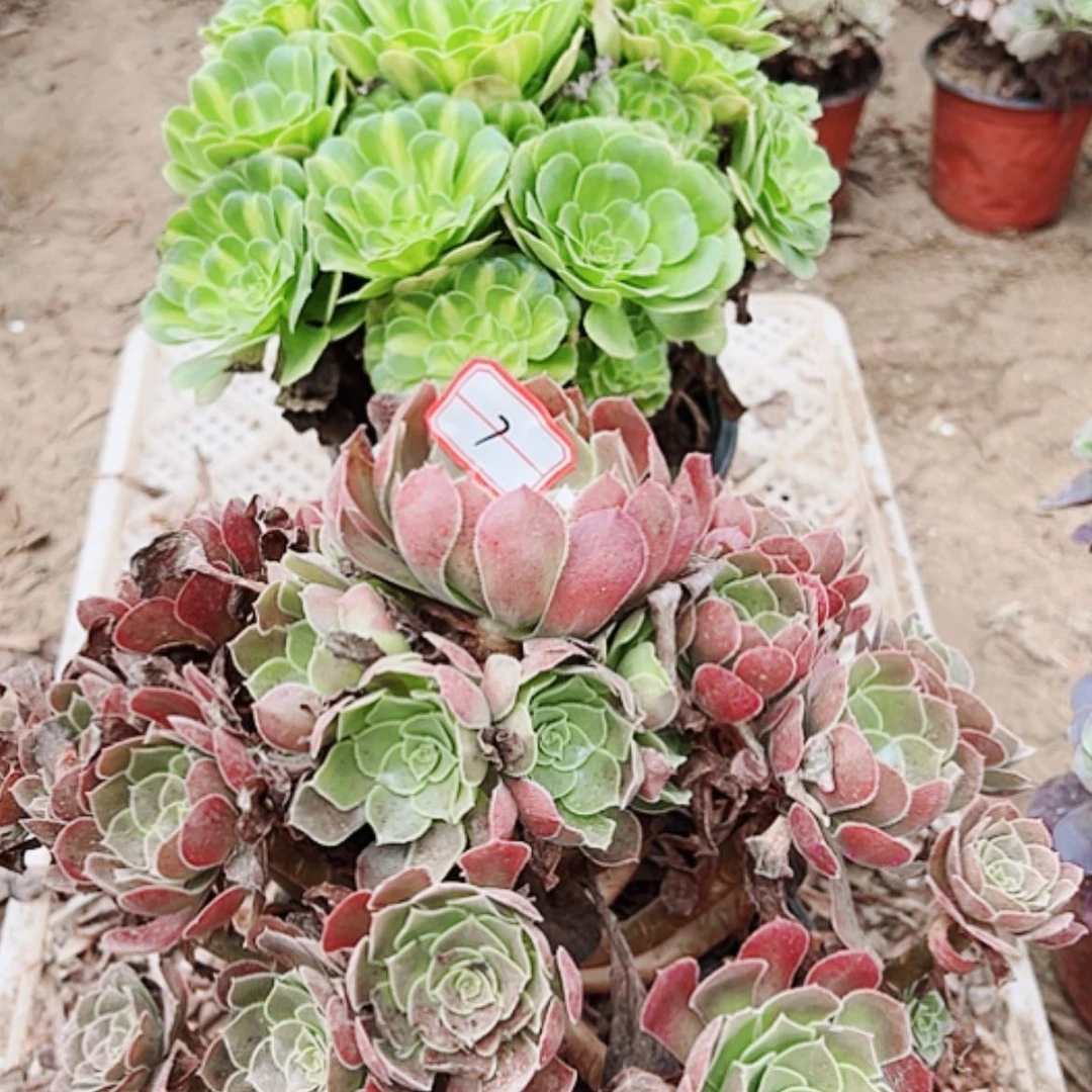 【闪购商品】无花朵7号套餐2颗多肉植物