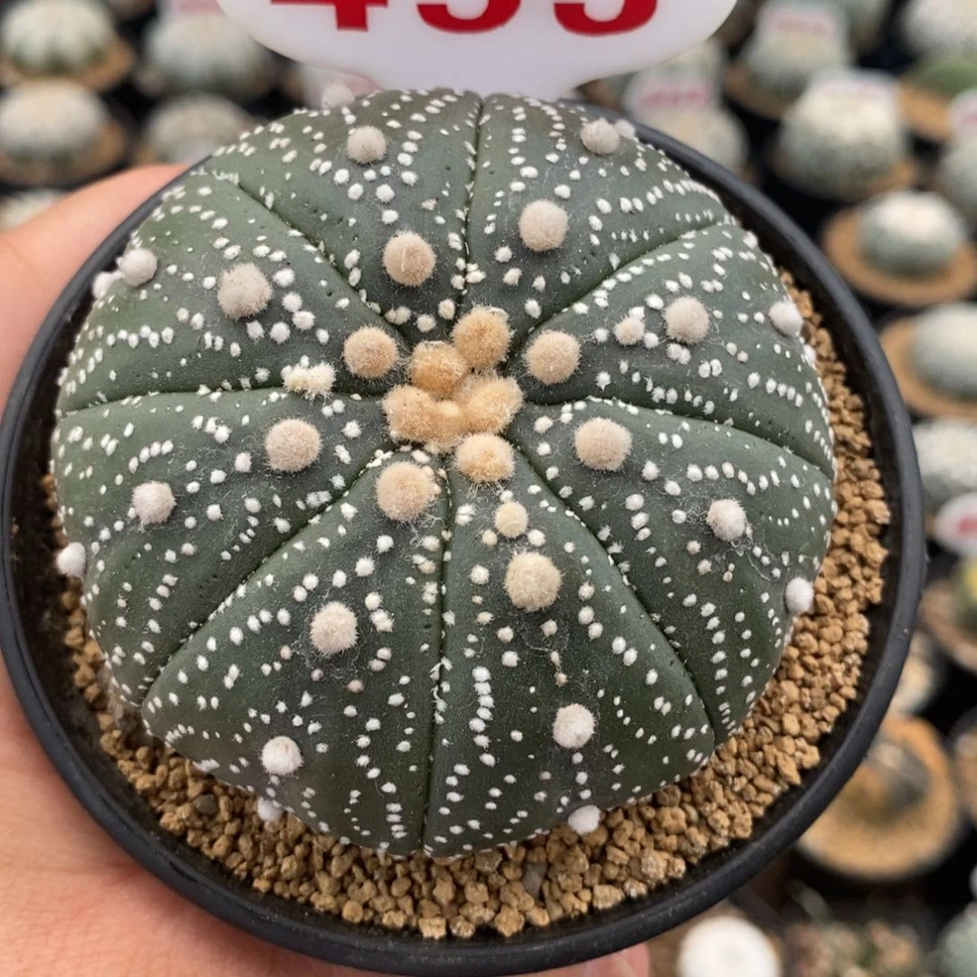 453福利来了哦亲