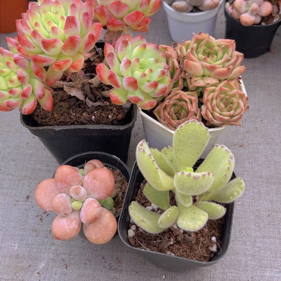 飞*蓝苹果 麦秆 洛神 x熊掌