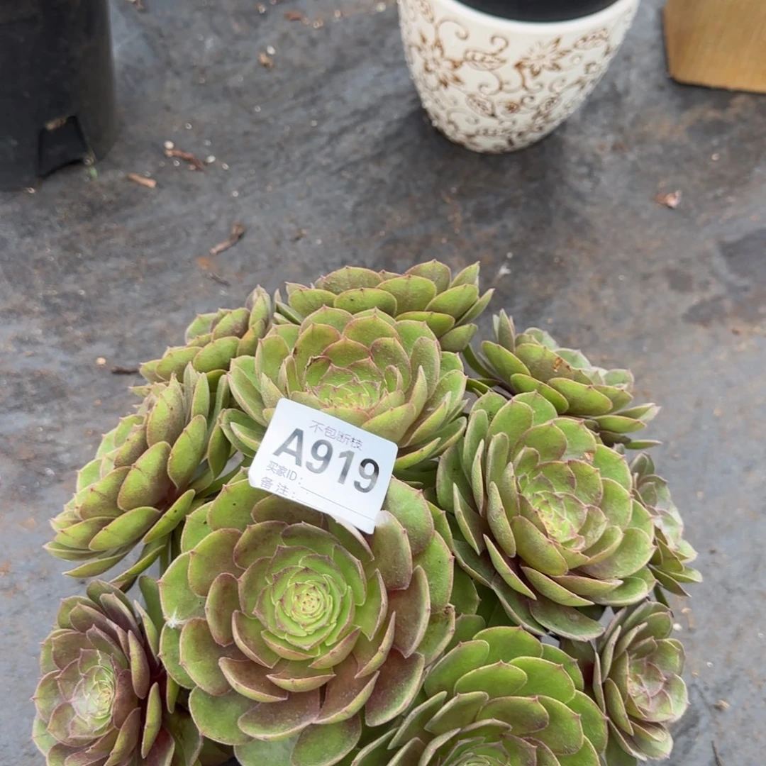 精品多肉植物000919