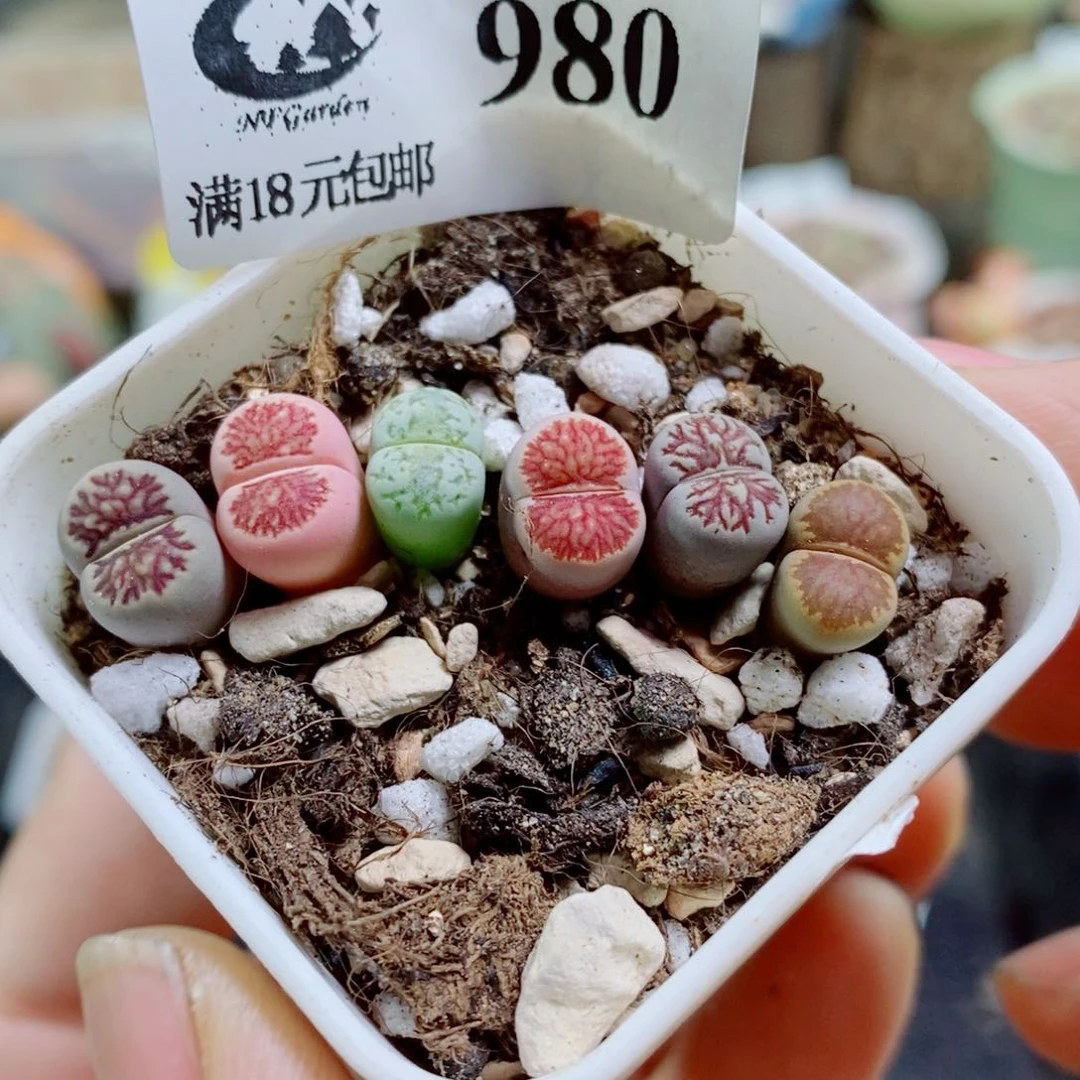 布***4生石花花哈哈哈哈哈哈哈哈980