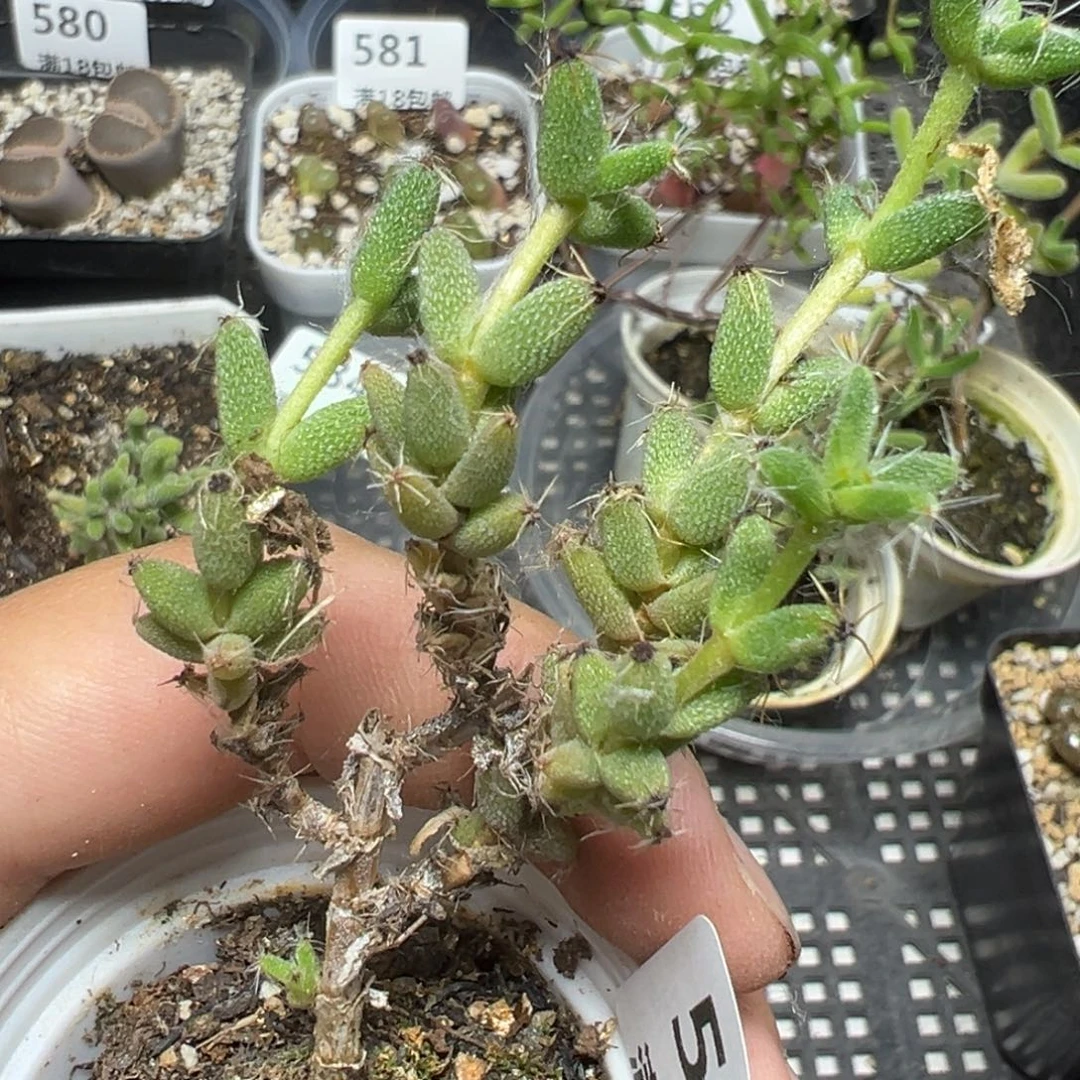 【闪购商品】小**啵585……