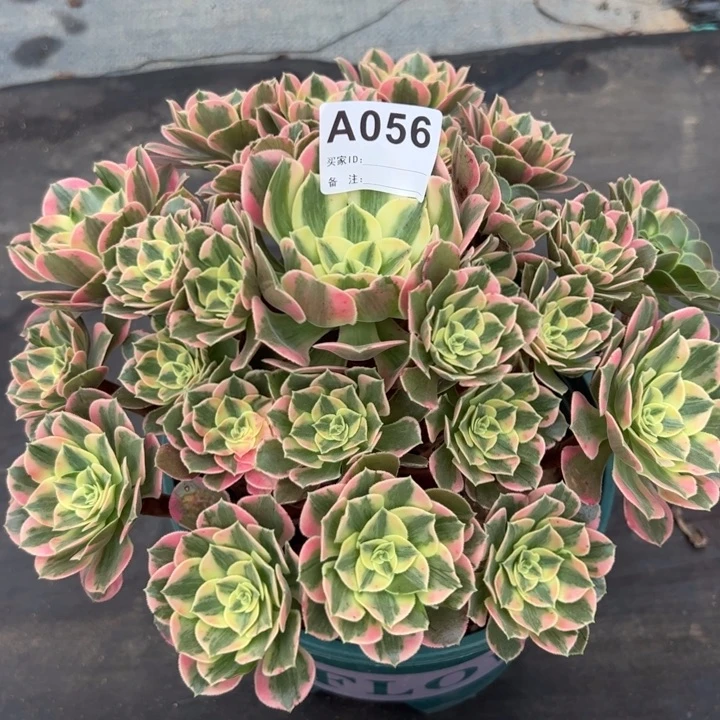 涓***9056粉花妖25厘米左右
