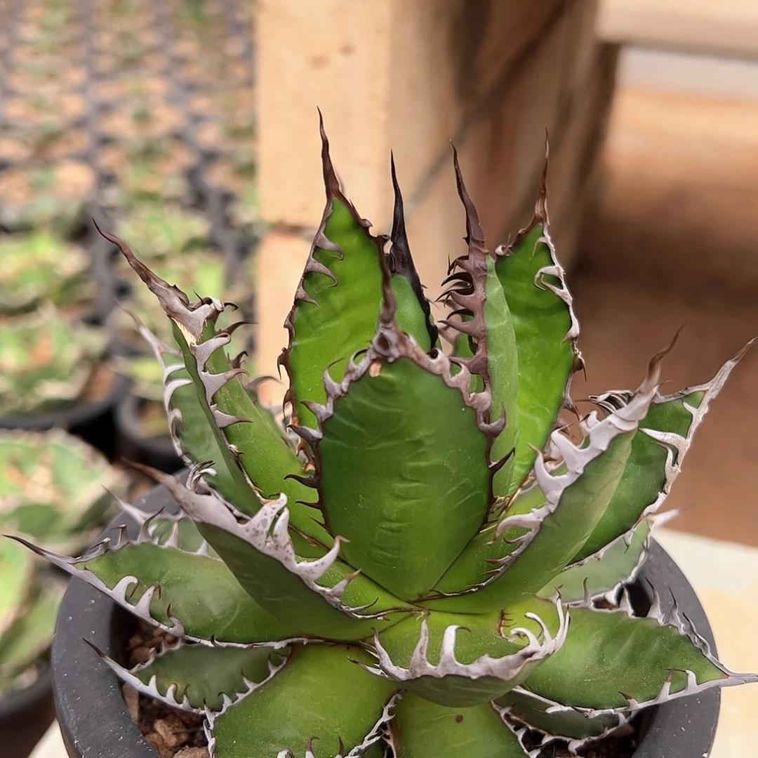 霍利达龙舌兰植物13公分