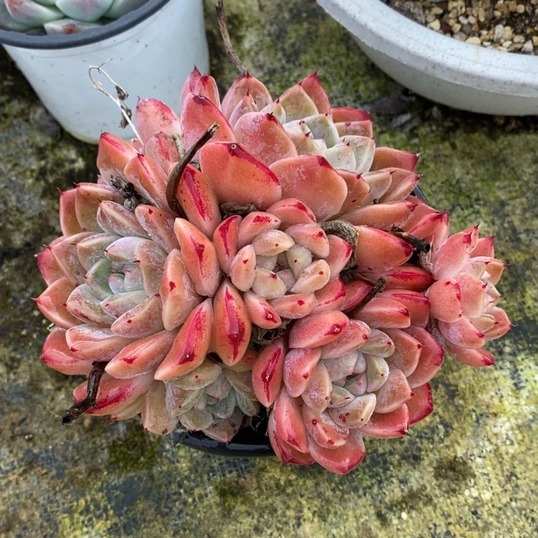 自助下单一物一拍多肉，下滑更多品种