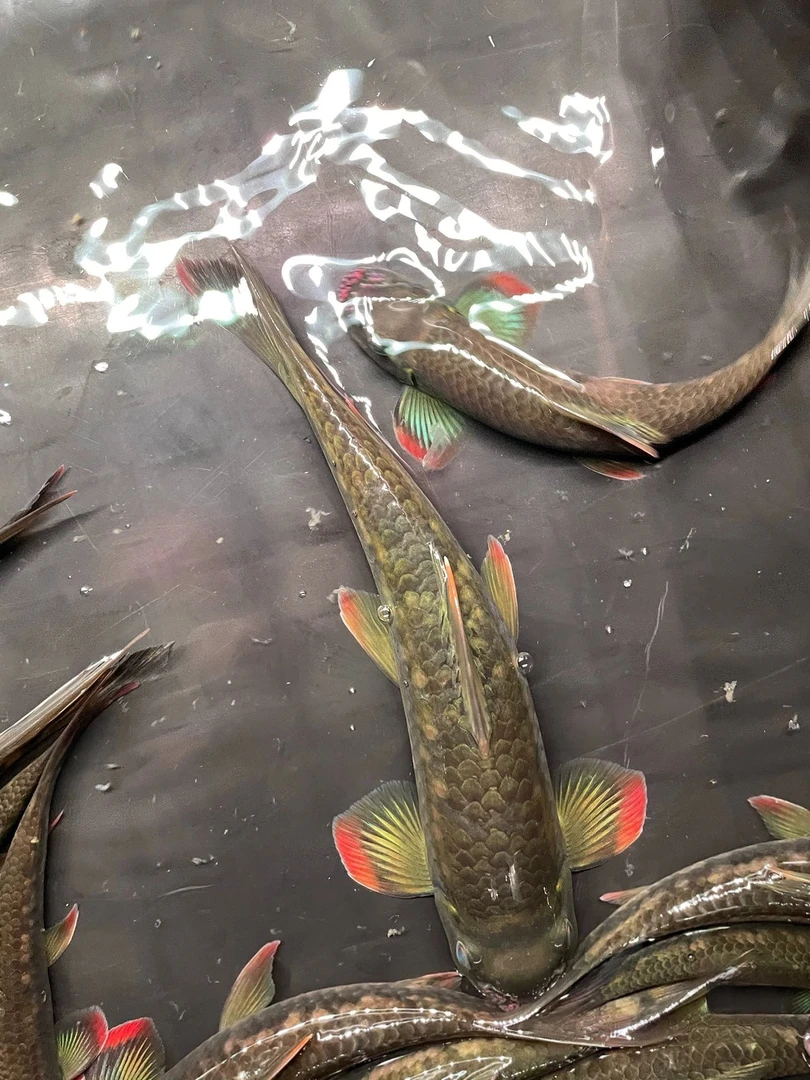 桥街墨头彩虹墨头鱼 除藻鱼工具鱼水族