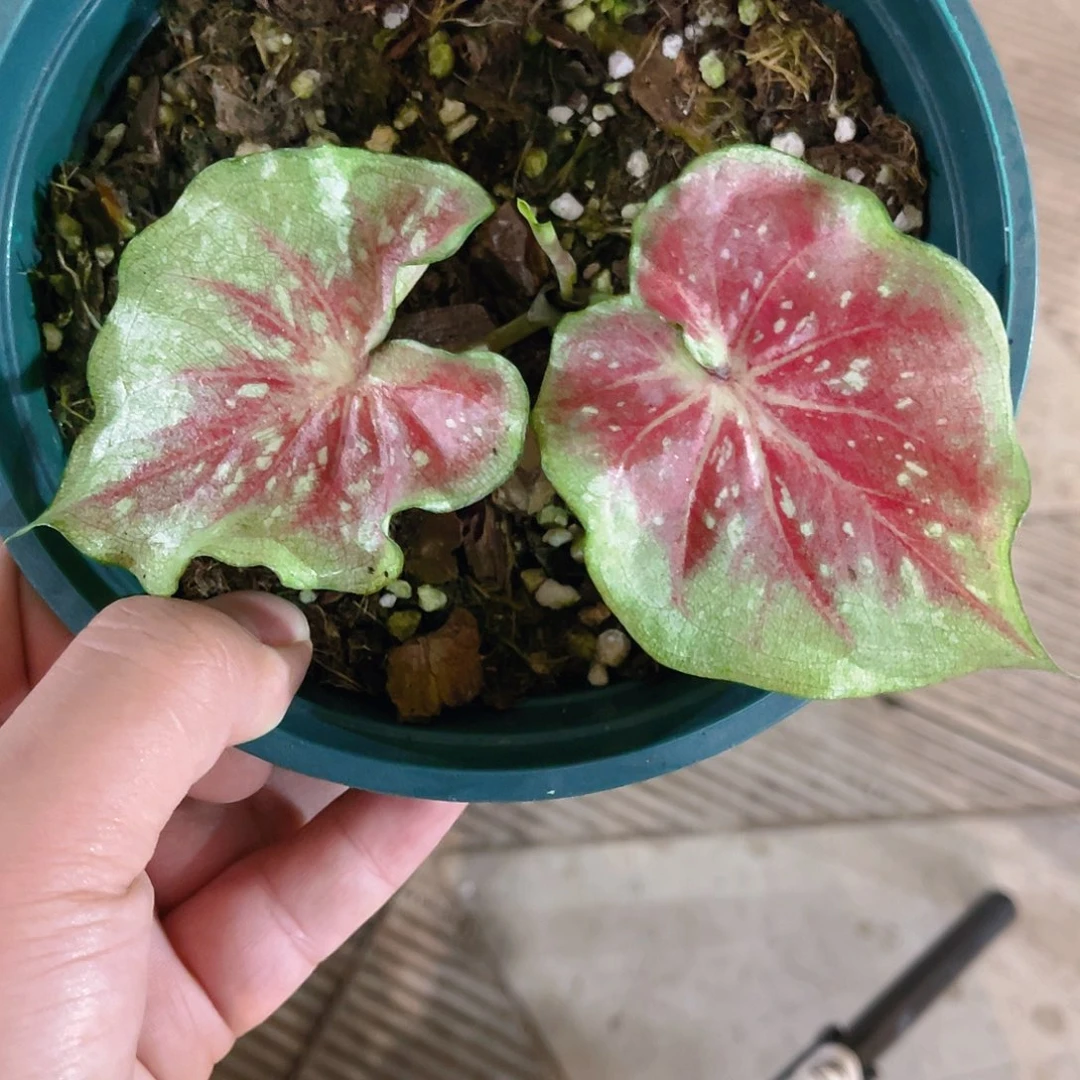 完全开放1221泰彩