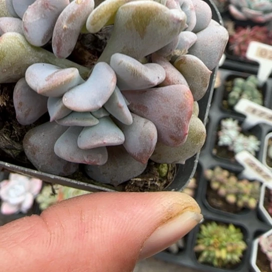 266雪精灵多肉植物多