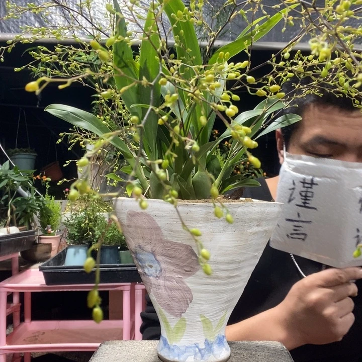 N****以实际为准盆景绿植盆栽78
