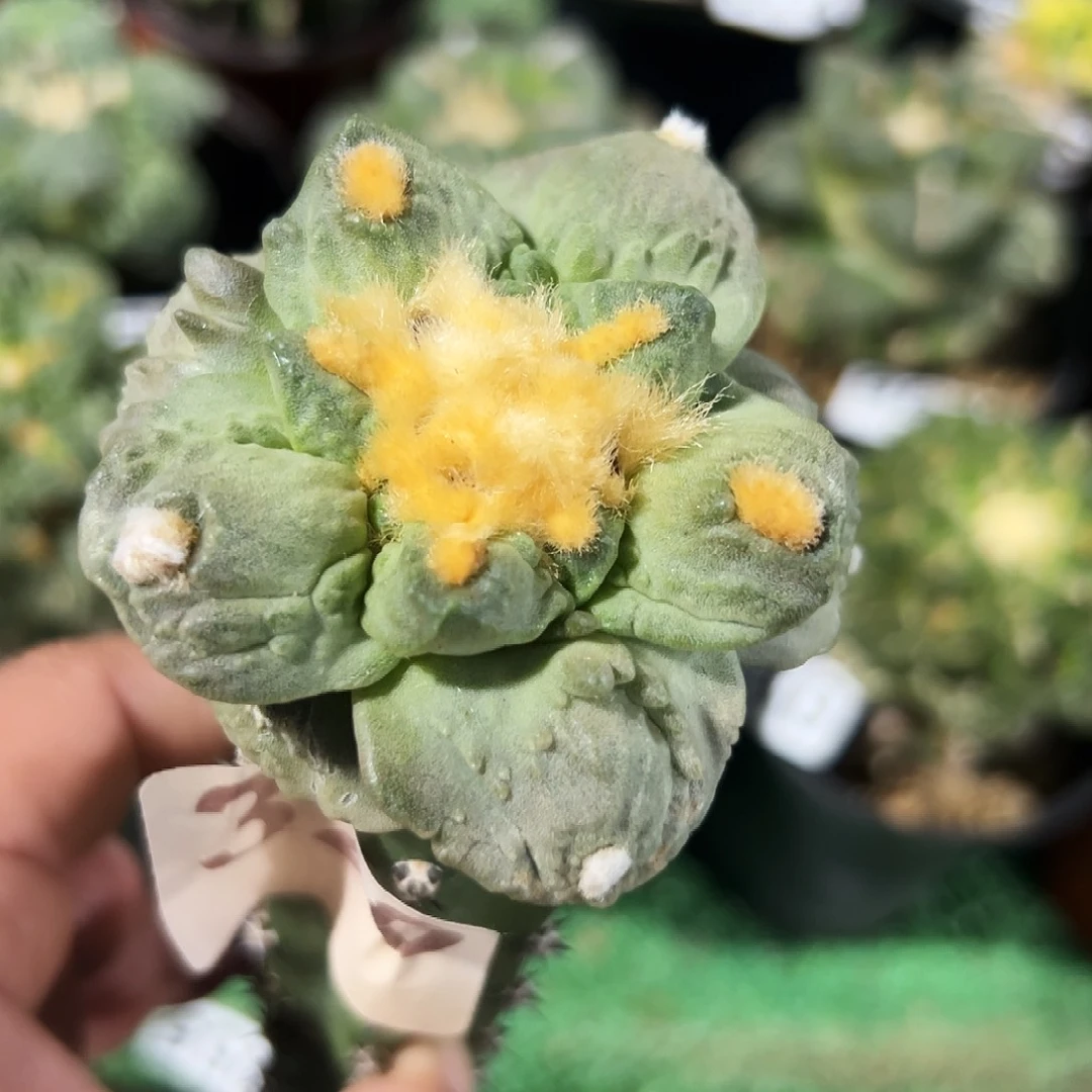 无花朵福利龟甲怒涛牡丹320