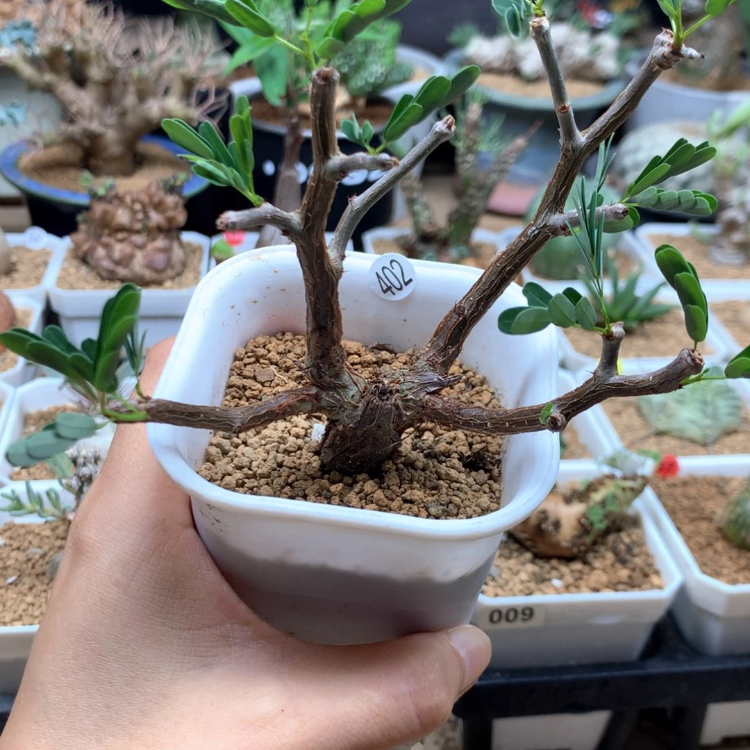 土***鼠实生沙漠苏木带盆402