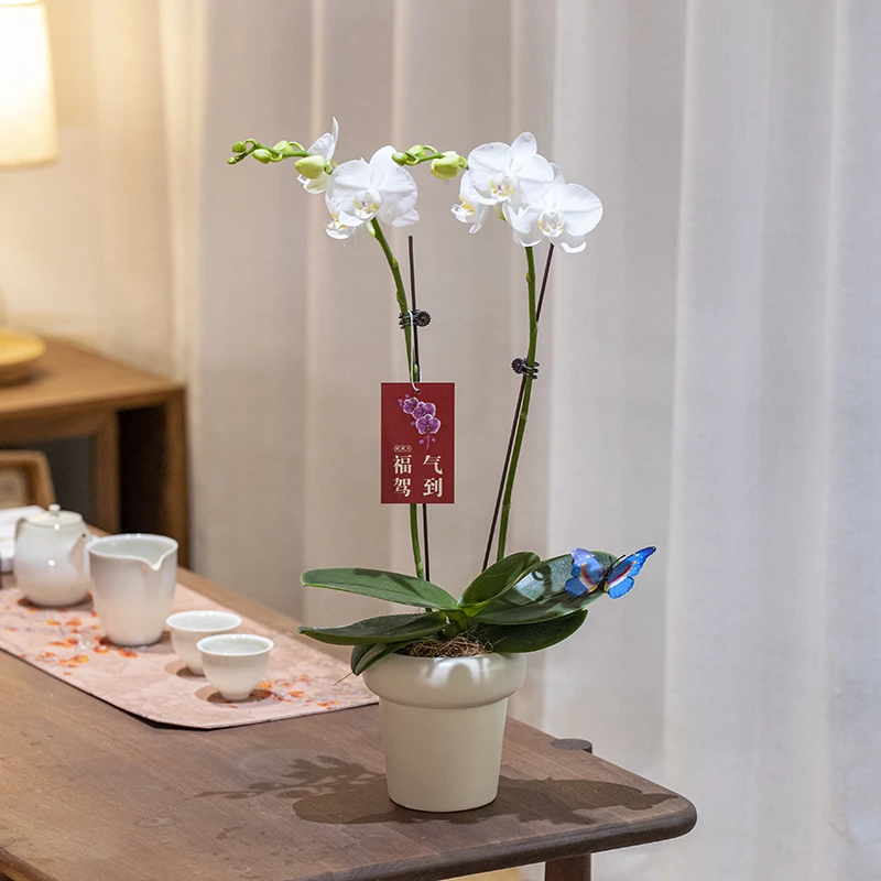 白色蝴蝶兰盆栽带花带花苞客厅花卉开业乔迁鲜花年霄节日礼物特级