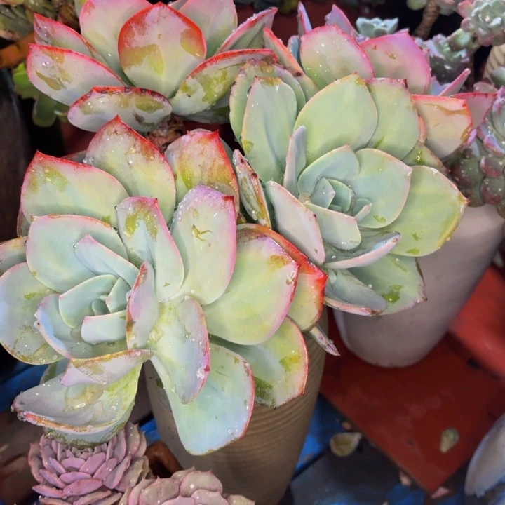 肉***肉老桩精品肉肉雪凤