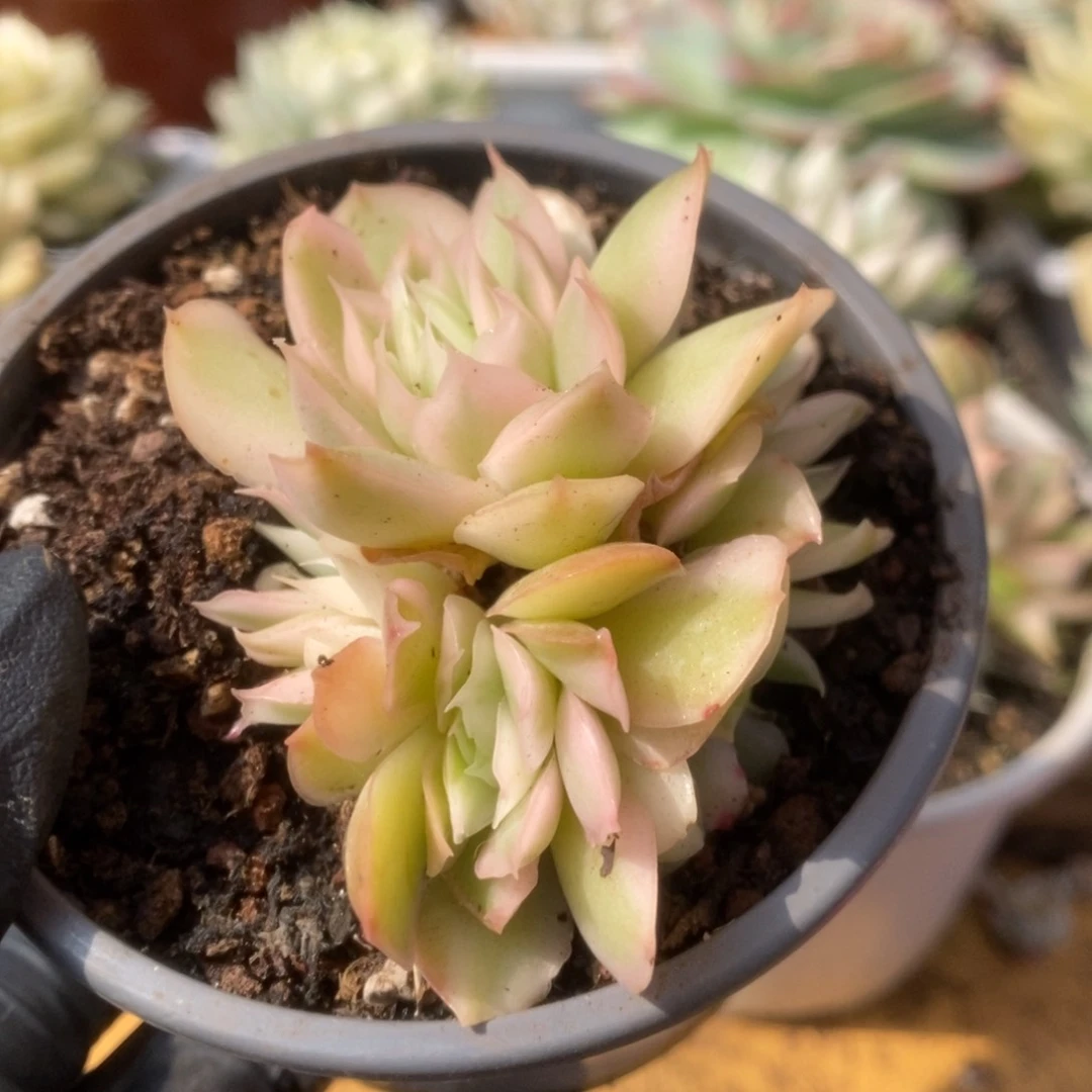 珊400紫蝴蝶锦锦锦锦锦