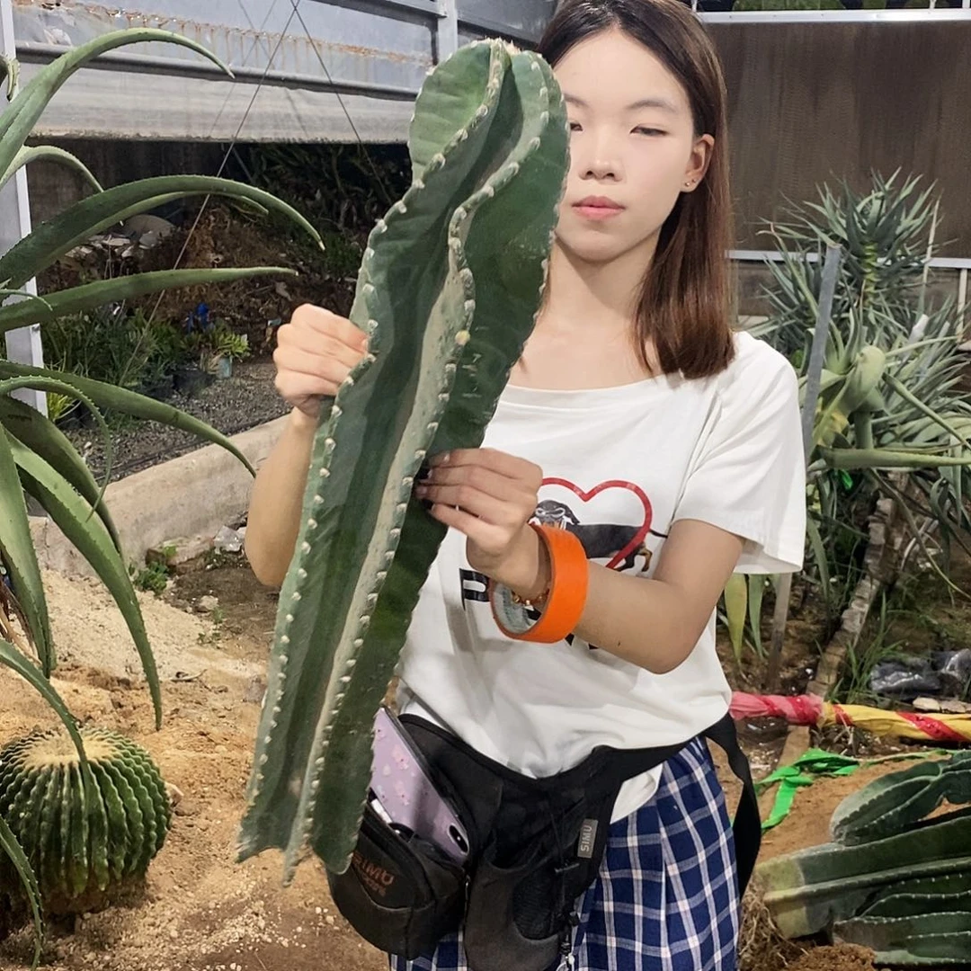 无花朵现砍老桩苹果60公分量拍