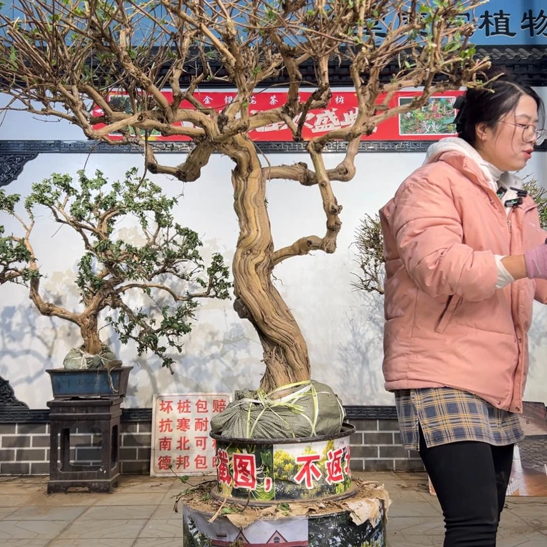 无花朵金银花88888