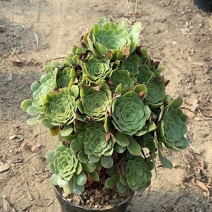 翡翠琉璃多肉植物016