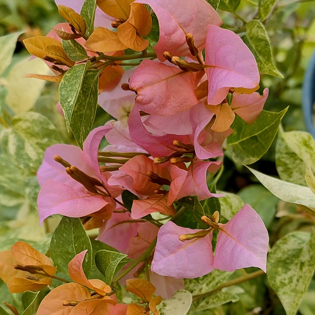 新品【沙斑女郎】沙斑叶，会变色花色，观花赏叶三角梅，喜阳喜干！