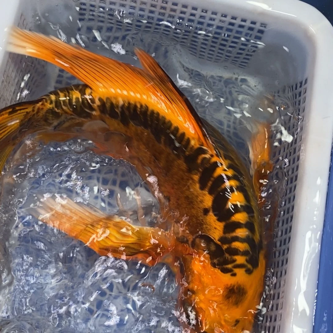 锦鲤冷水锦鲤包邮
