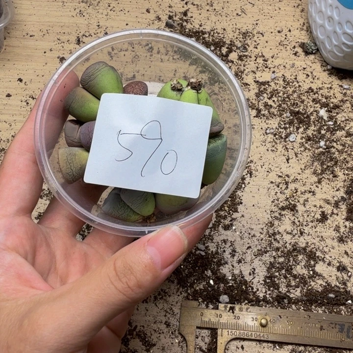 雯***啊多肉植物的生长590