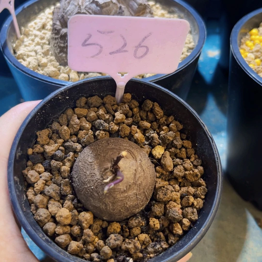 526龟甲龙3.8cm887888999