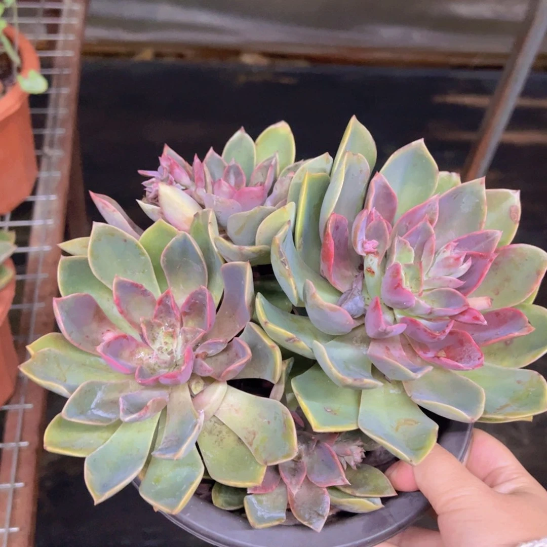 紫气东来三大头起发，180杯