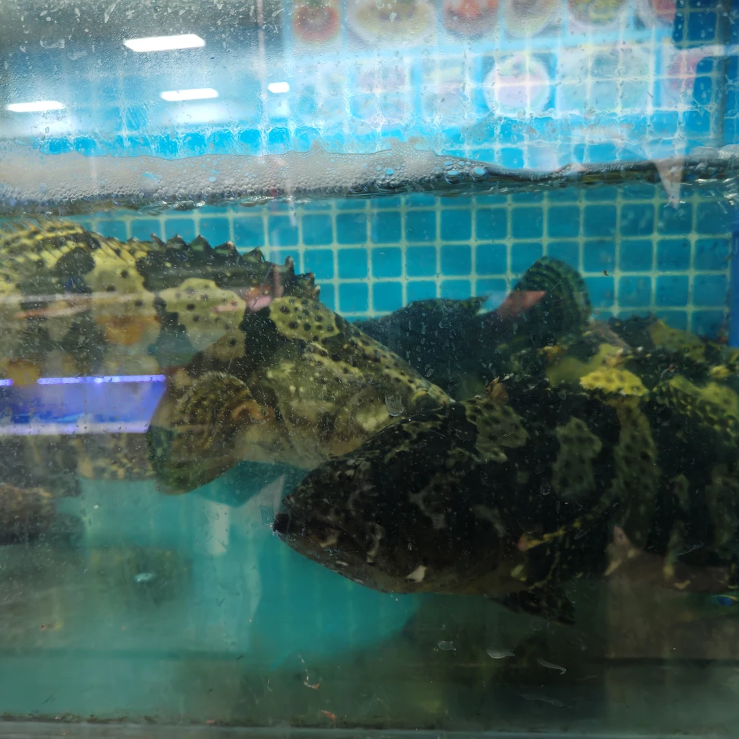 北海石斑鱼老虎斑1.5斤左右75元一条