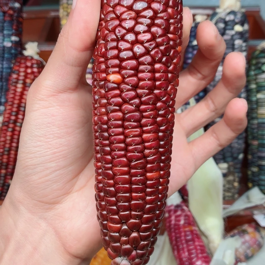 木***子吊坠白玉菩提文玩玉米毛料精品