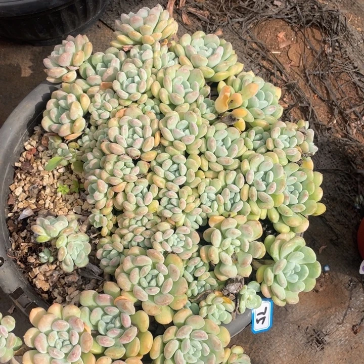 75鹅卵石一物一拍多肉