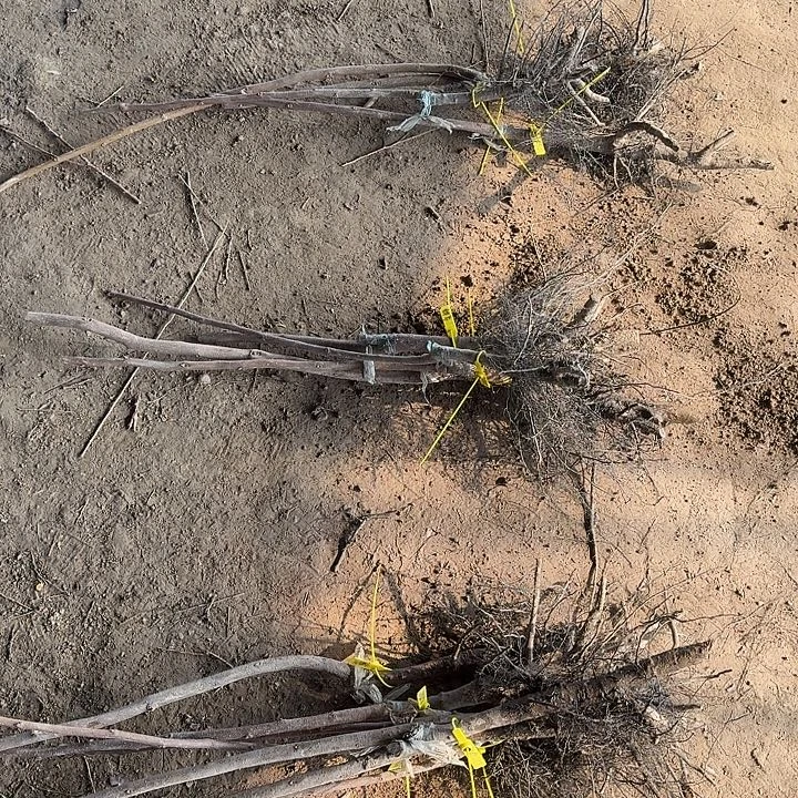 太雅组合一物一拍不包成活