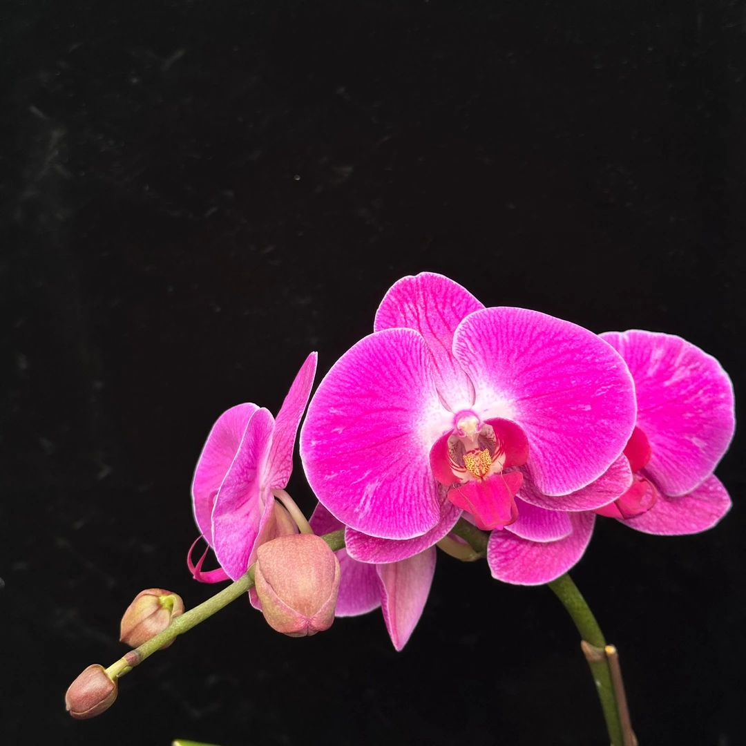 蝴蝶兰【春羽】白边紫心晕染 基地直发