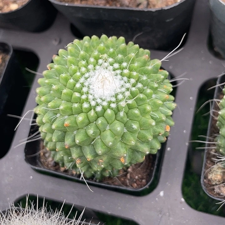 小白株丸满25包邮