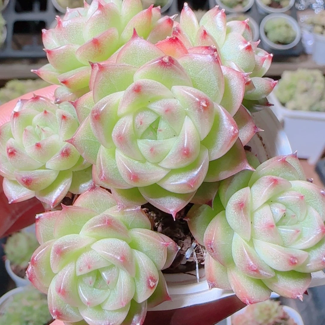 花语逸镜1104-450散