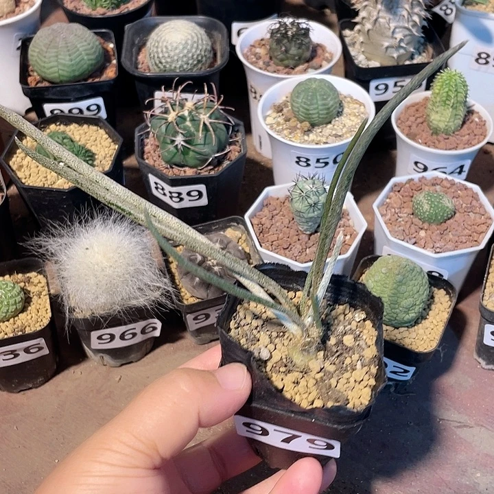 979实生美杜莎仙人球