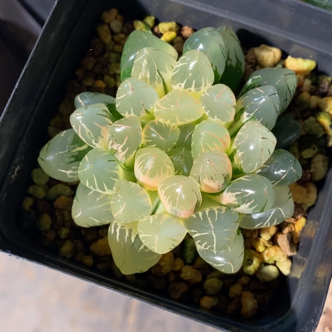 一颗实生糊斑玉露锦。