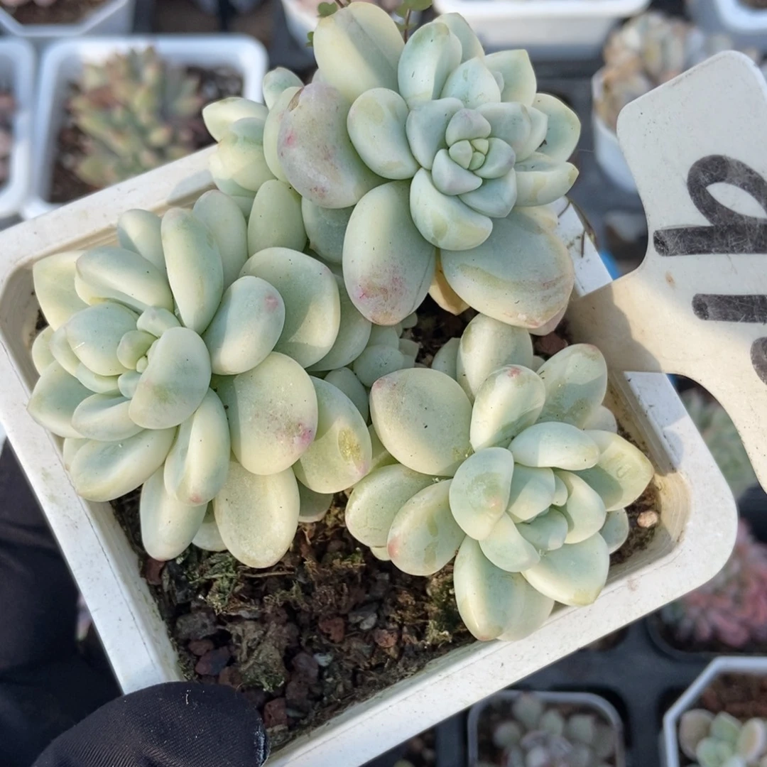 910劳尔锦多肉植物