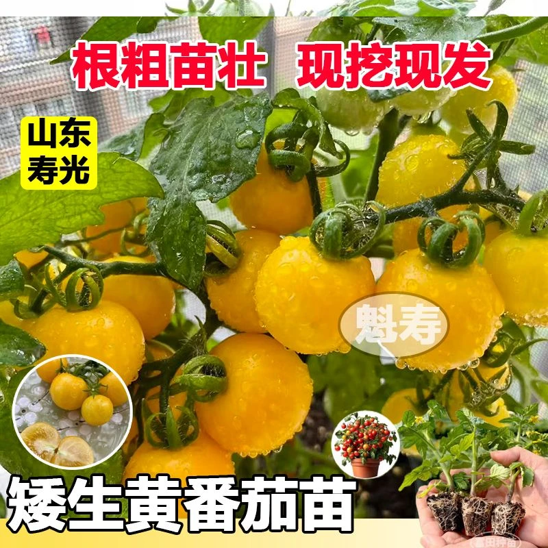 矮生番茄苗樱桃小番茄西红柿种子阳台盆栽四季圣女果秧苗新鲜