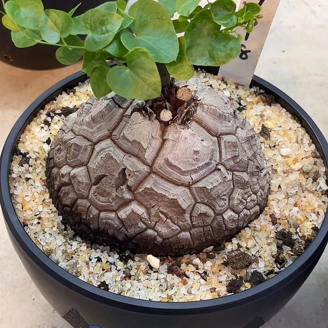 优选白皮大甲福利龟，9018