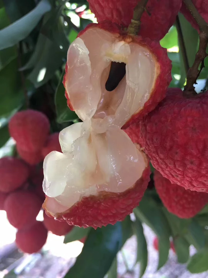 广东荔枝百年老树玲珑焦核率为95以上%当季