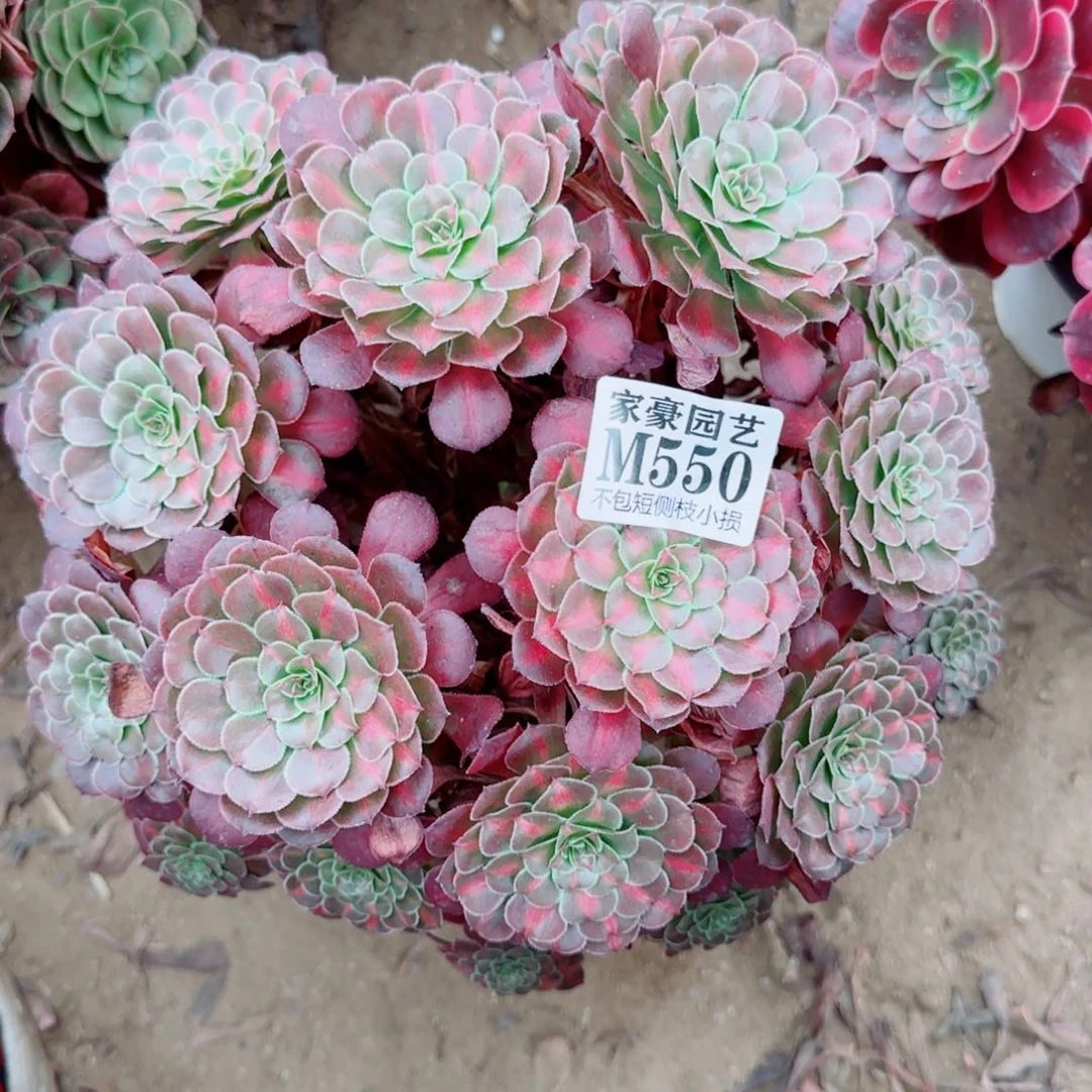 黑同湖发师550冠幅22