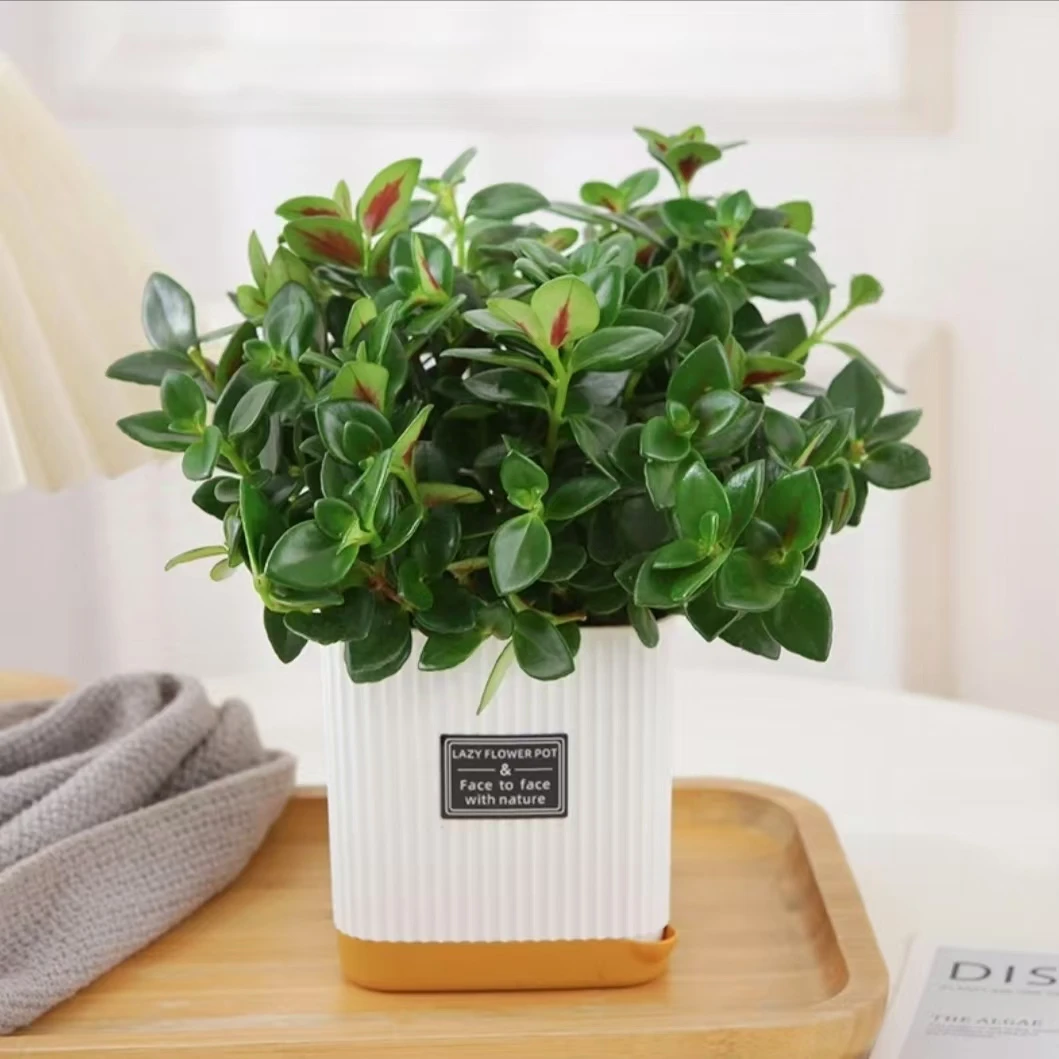 【金鱼花】吊兰盆栽室内花卉四季常青好养办公室绿植阳台