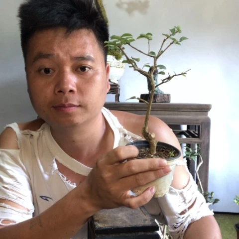 无花朵盆景盆栽植物