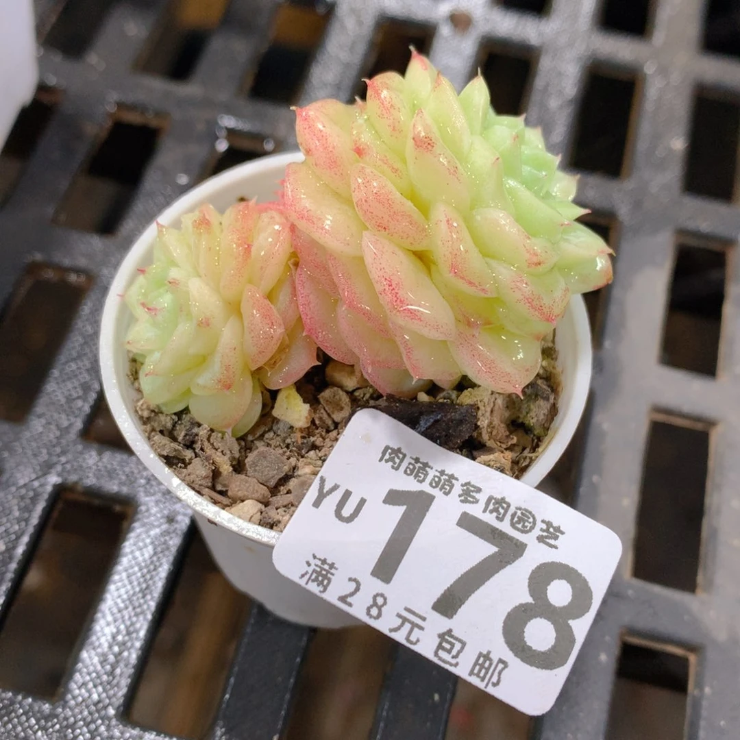 肉萌萌拇指盆精控多肉YU178