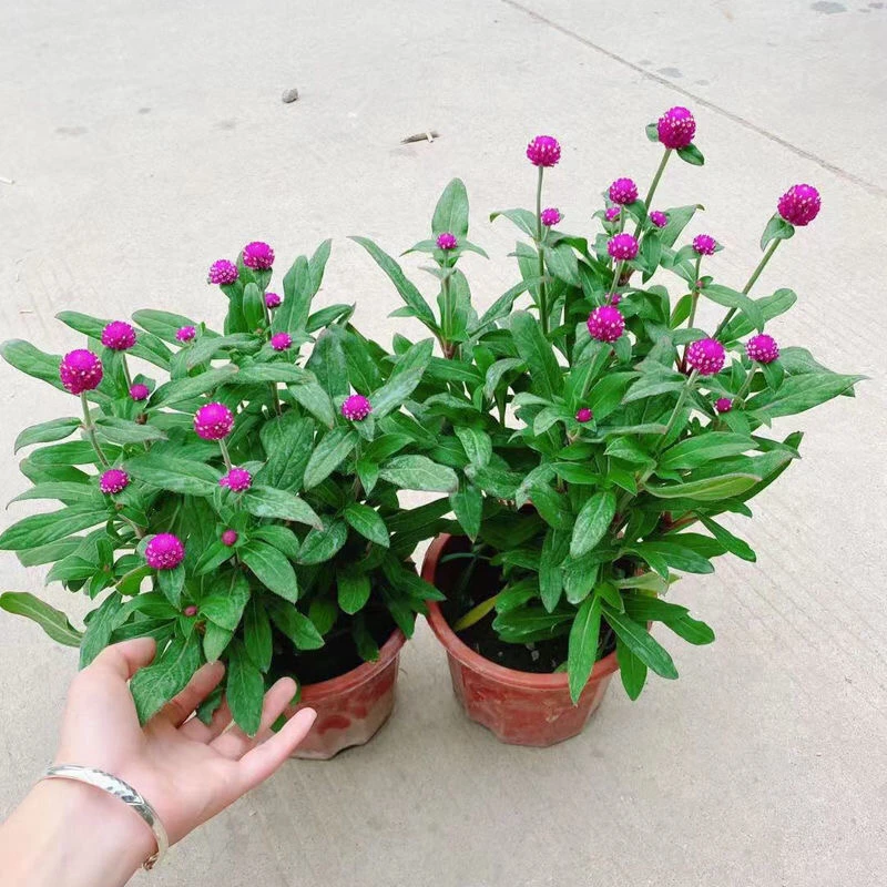 千日红盆栽带花苞耐热耐晒四季开花好养绿植