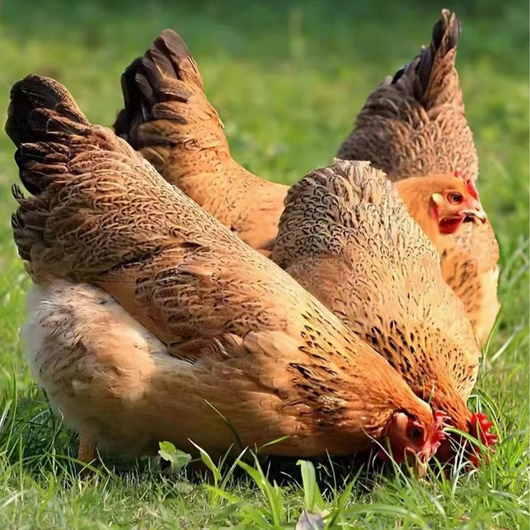 宠物鸡麻羽鸡包邮到家