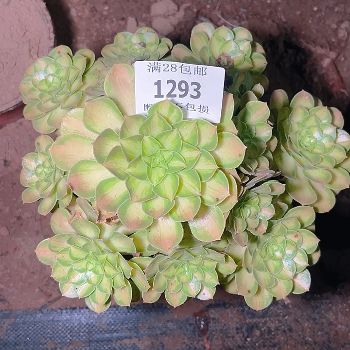 1293韶华多肉植物保护