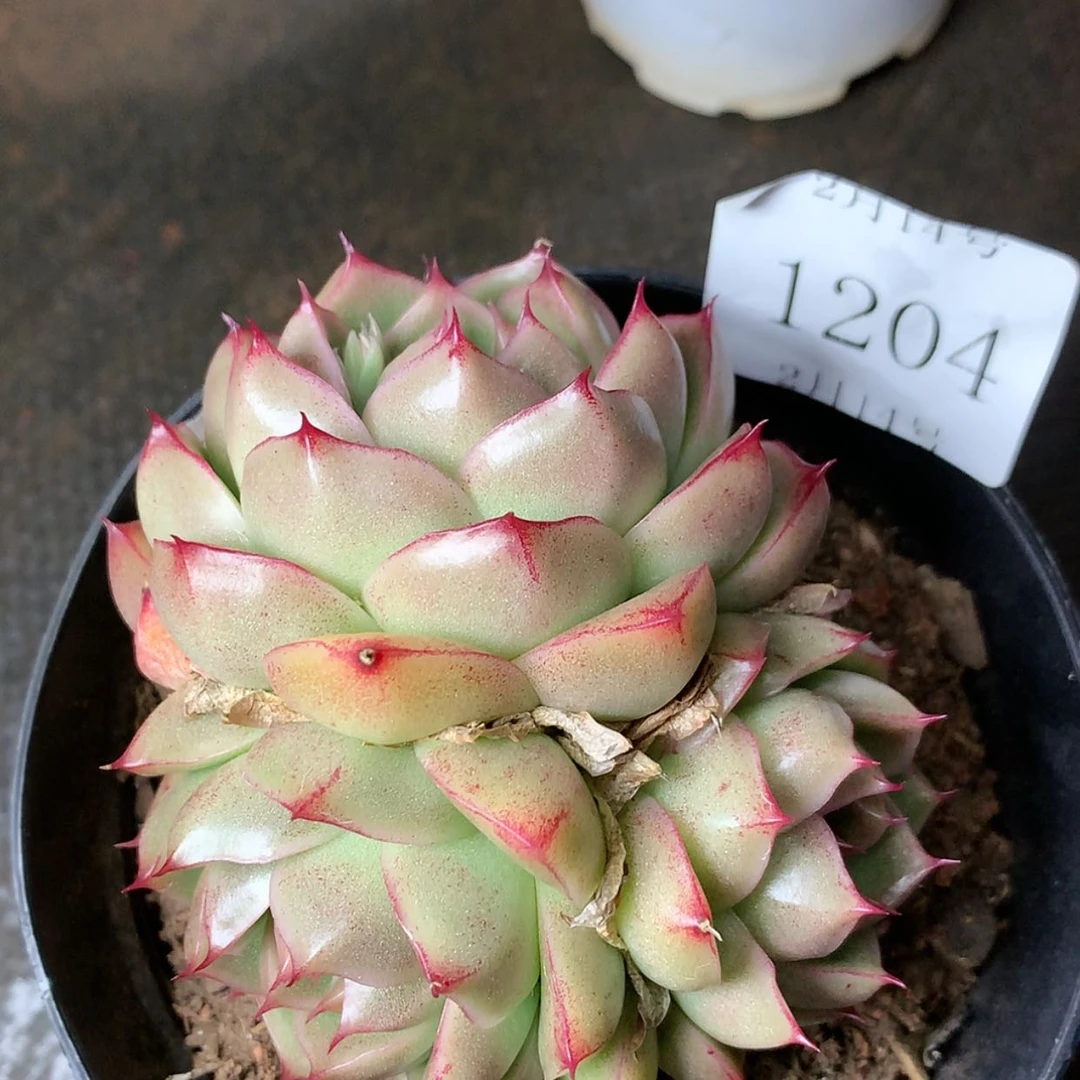 【闪购商品】云1204