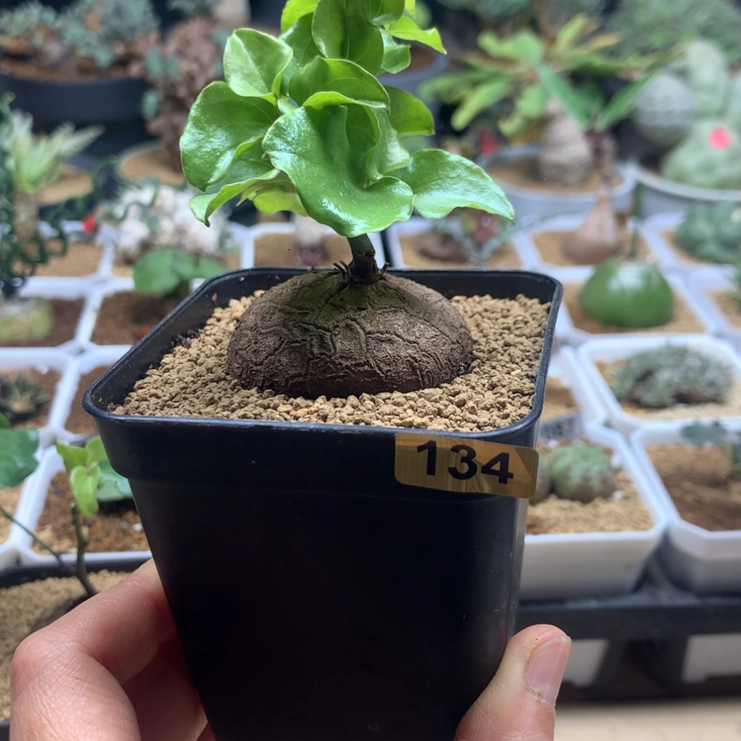 南非龟甲龙带盆134