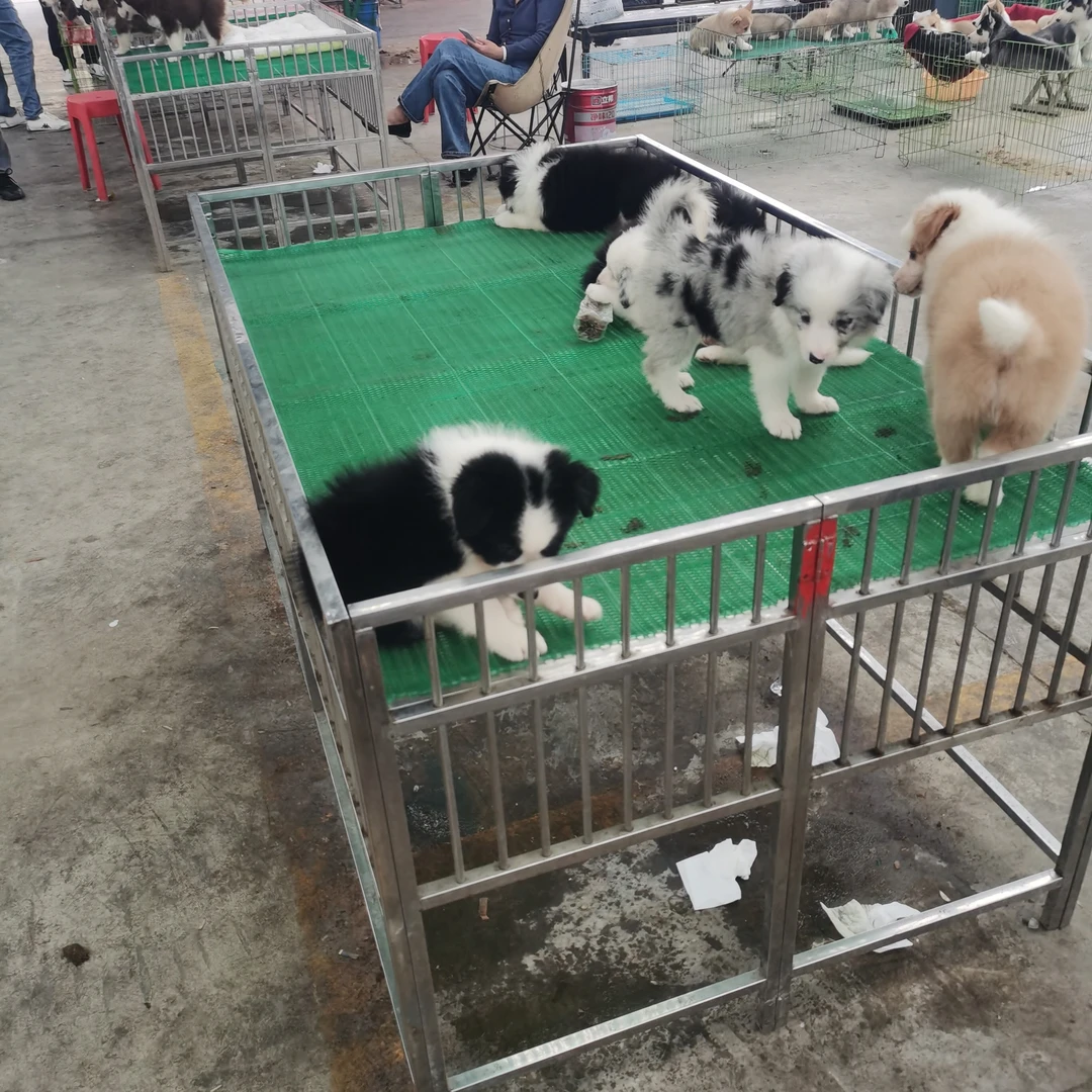 中大型犬（狗）专用加粗钢筋焊接耐用狗笼室内室外通用