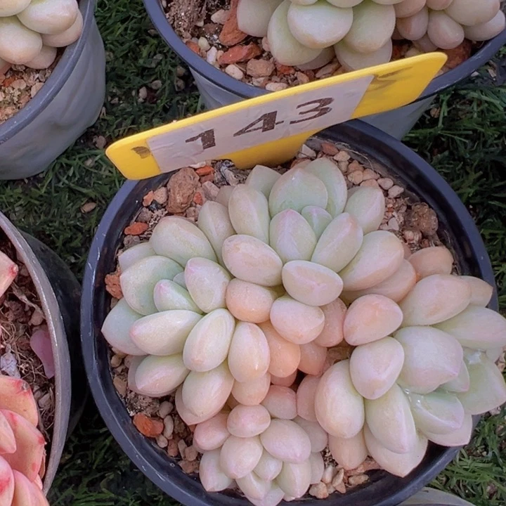 健健康康平平安安